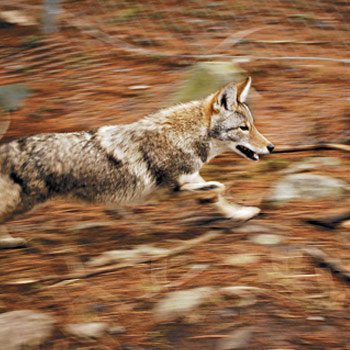 News B coyote