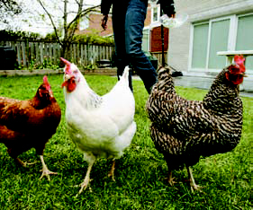 hatching