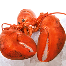 lobster susur