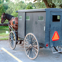 mennonite horse