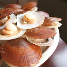 scallop patrick