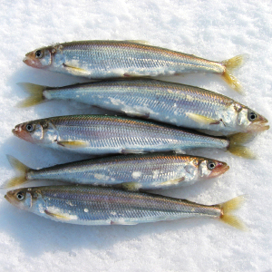 smelts