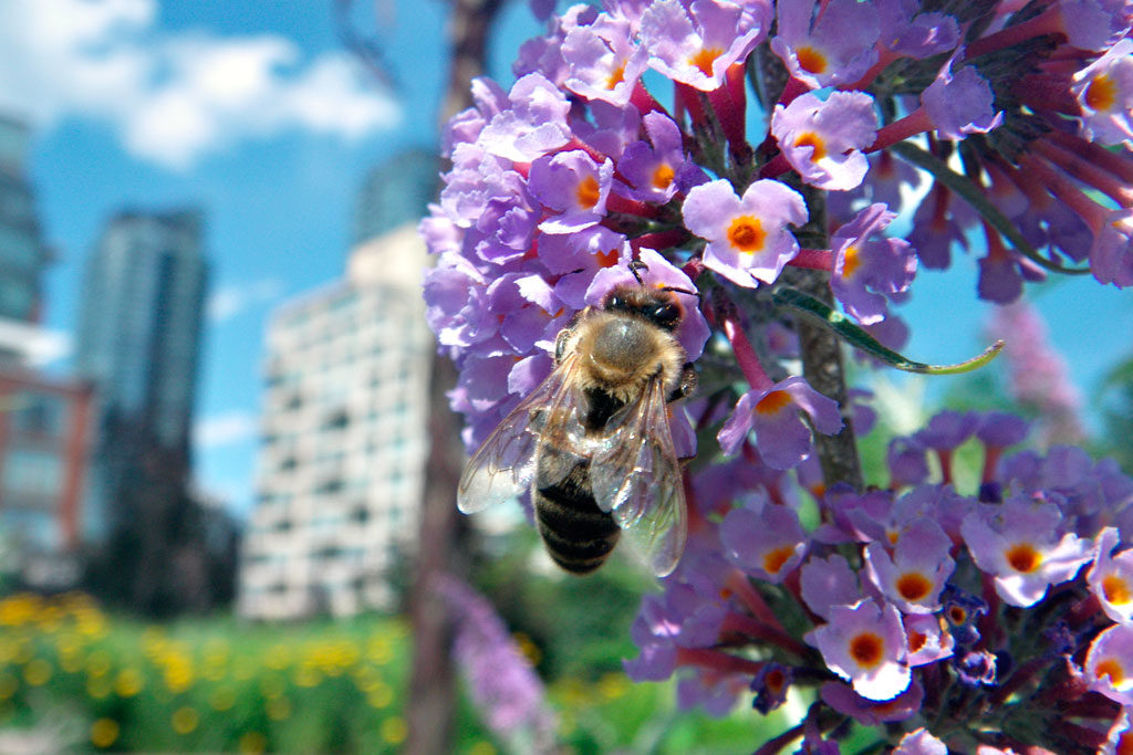 bees