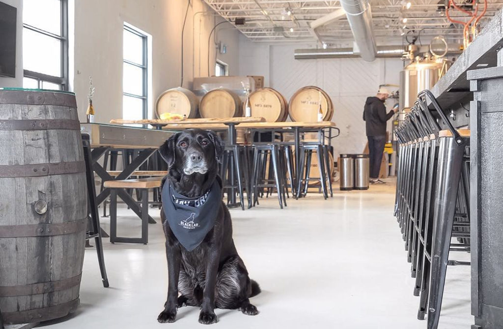 Black-lab-brewing