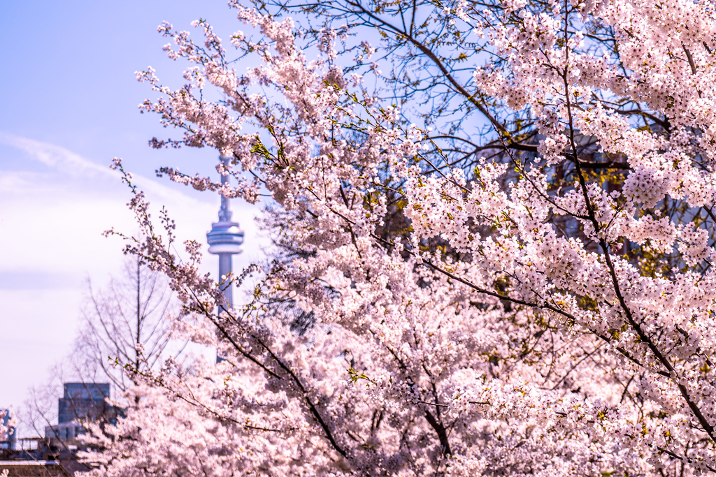 cherry blossoms Toronto
