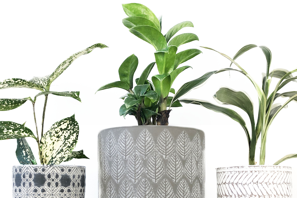 plant pop-up camh