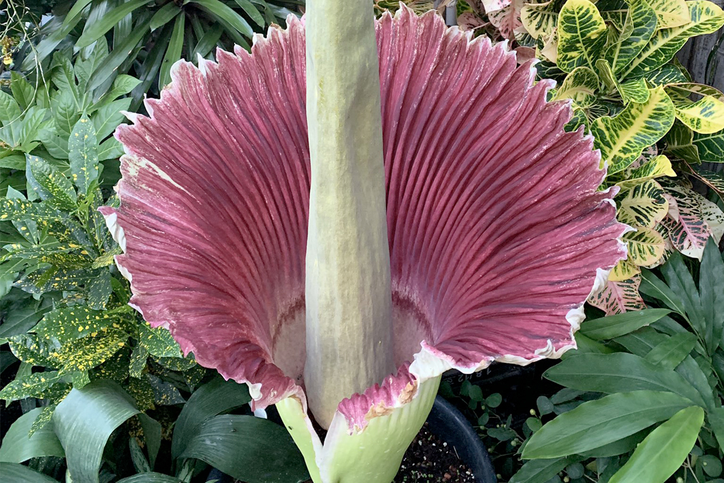 corpse flower