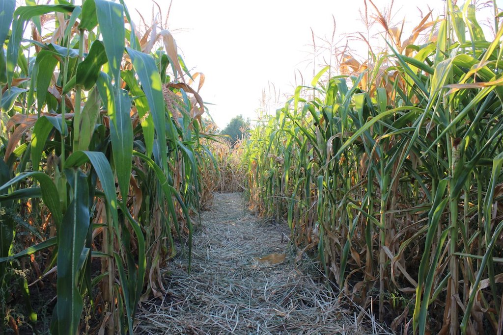 Corn maze