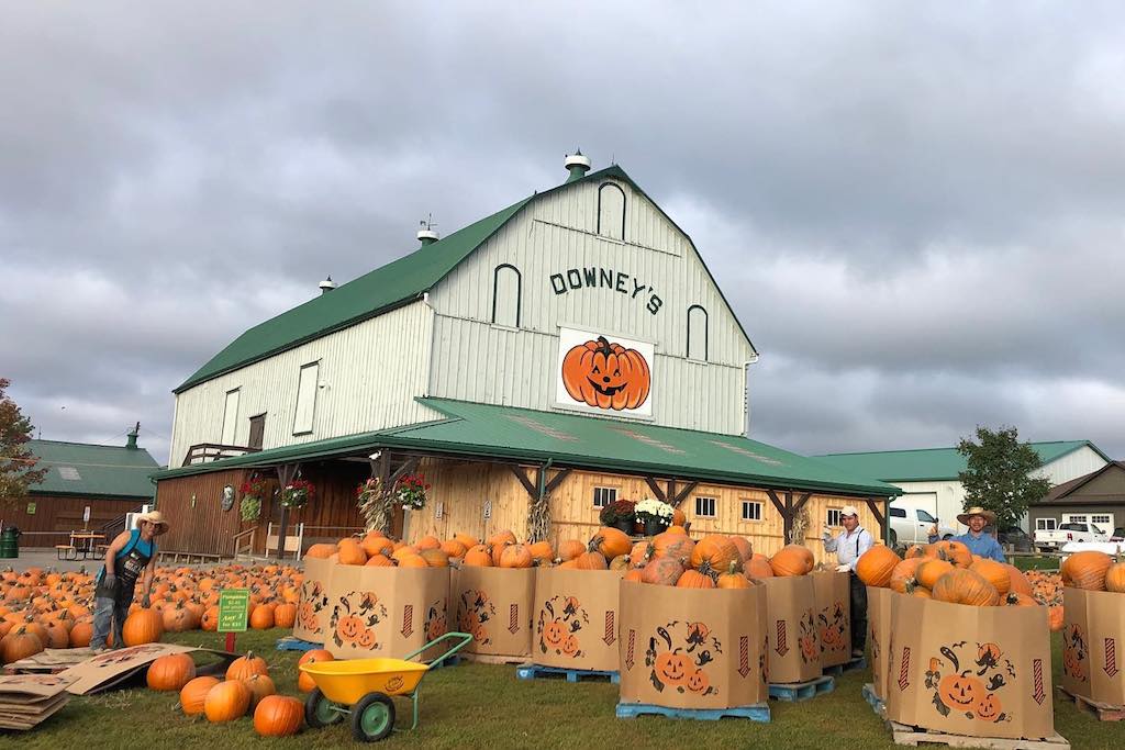 downeys pumpkin patch