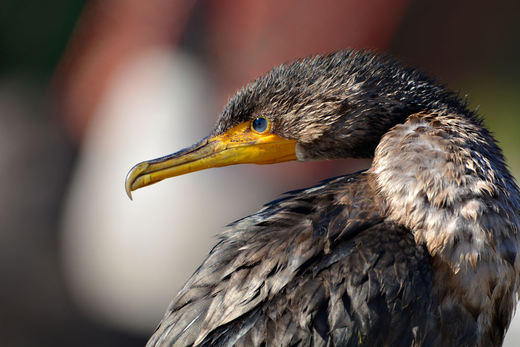 double-crested cormorant