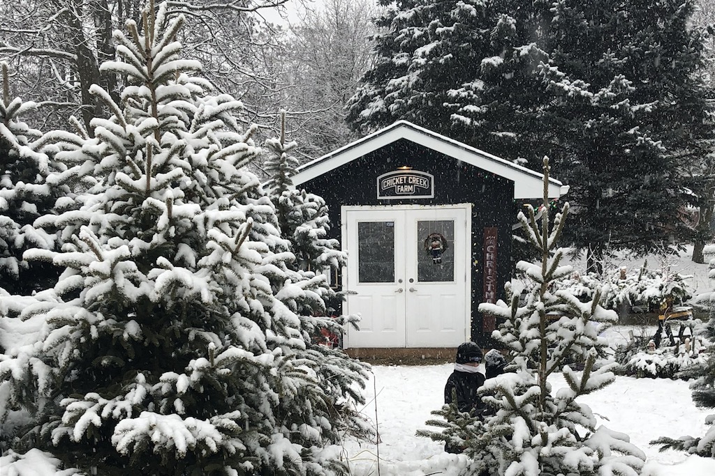 Cricket Creek Christmas tree farm