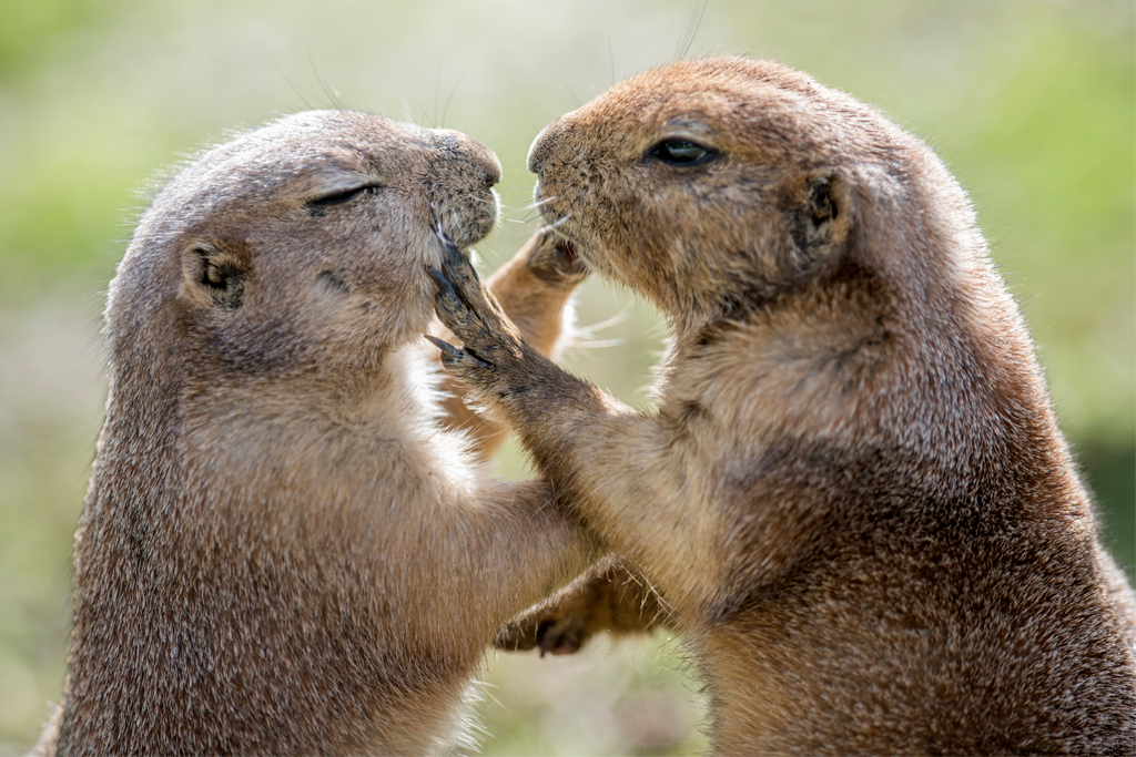 Groundhog Day