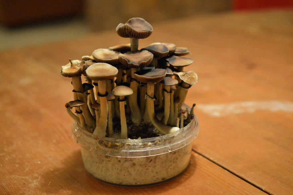 Psychadelic mushrooms