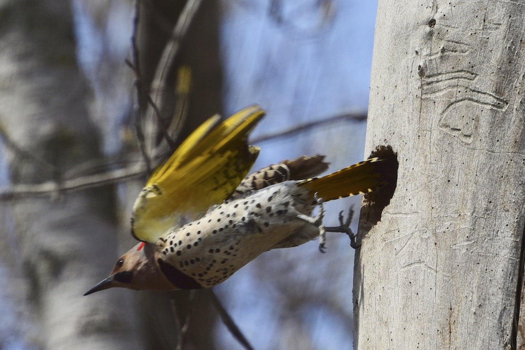 bird watching