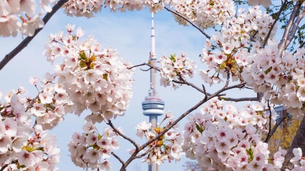 cherry blossoms in Toronto