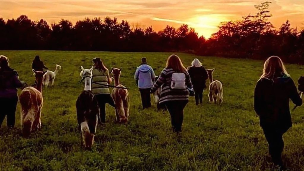 alpaca farm near Toronto
