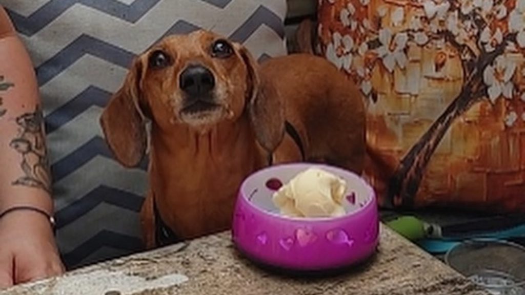dog dining at stout irish pub