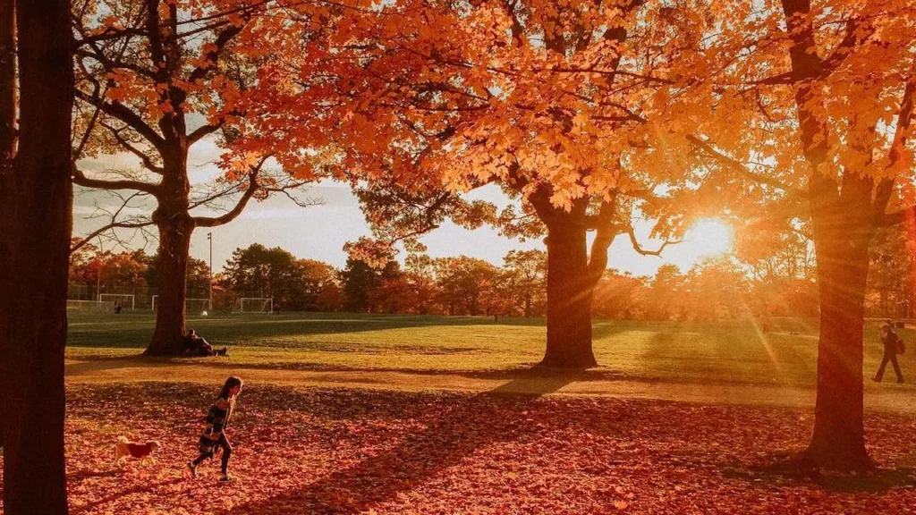 High Park fall colours