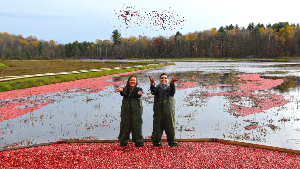 Johnston's cranberry marsh