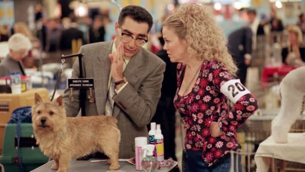 dog show