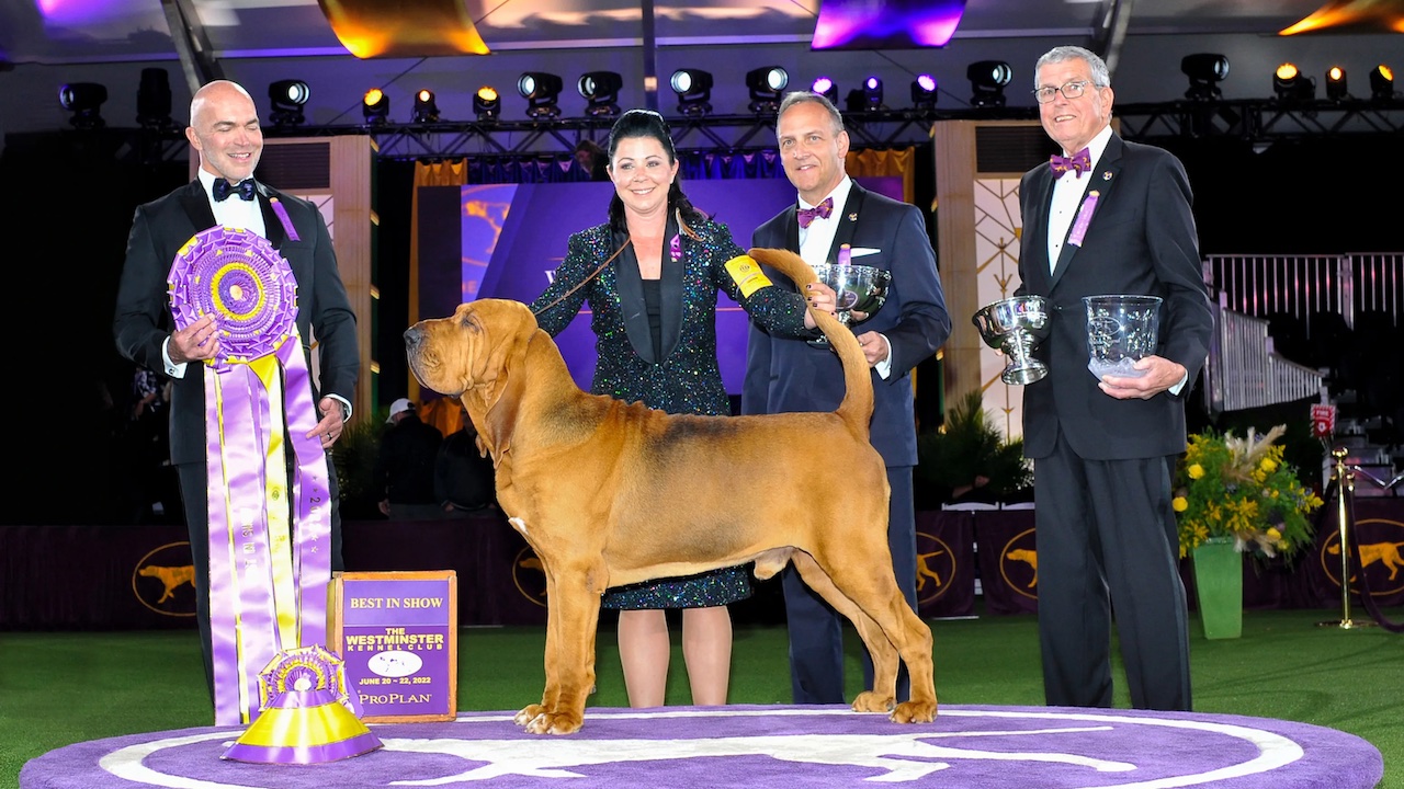 dog show