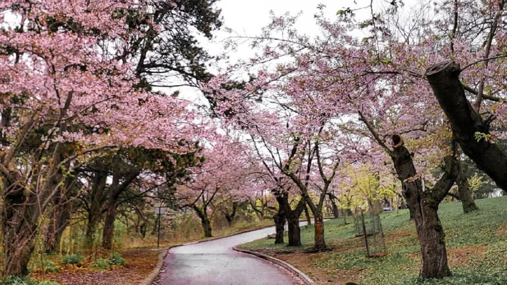 High Park cherry blossoms