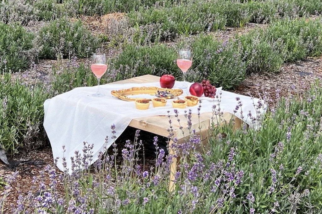 lavender farm