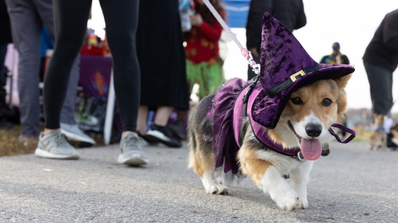 doghalloween