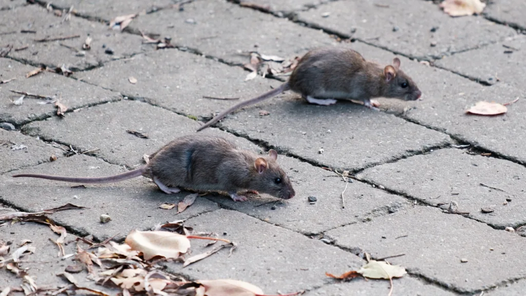 rat tourism