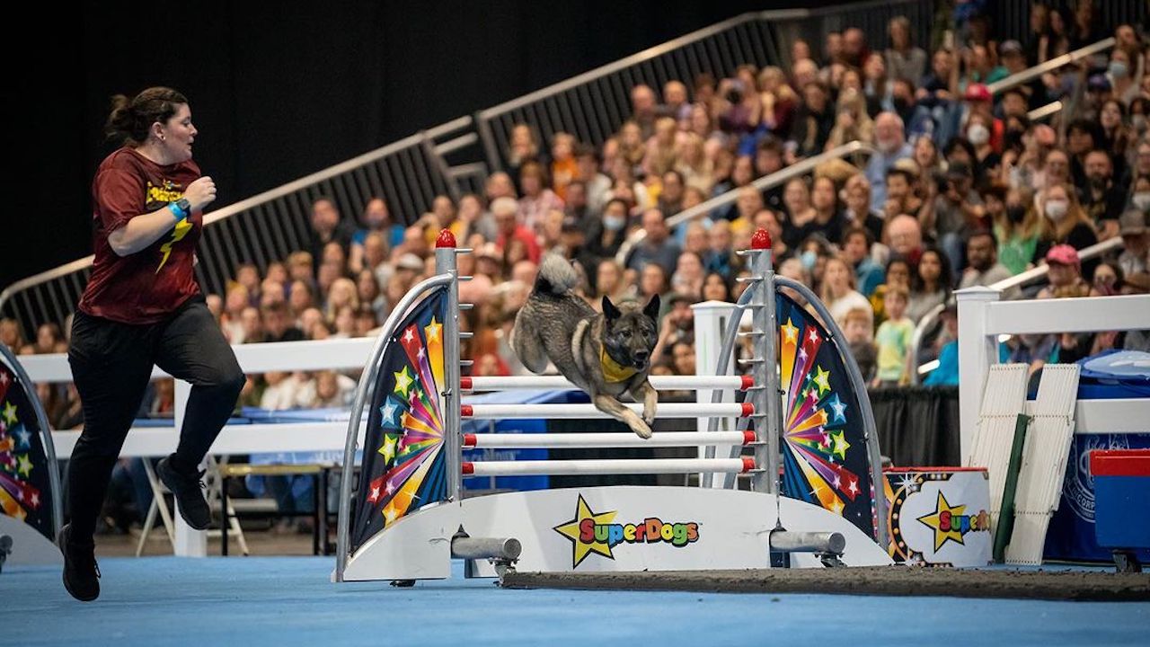 Superdogs (photo:  Ben Radvanyi,  @theroyalfair/Instagram)