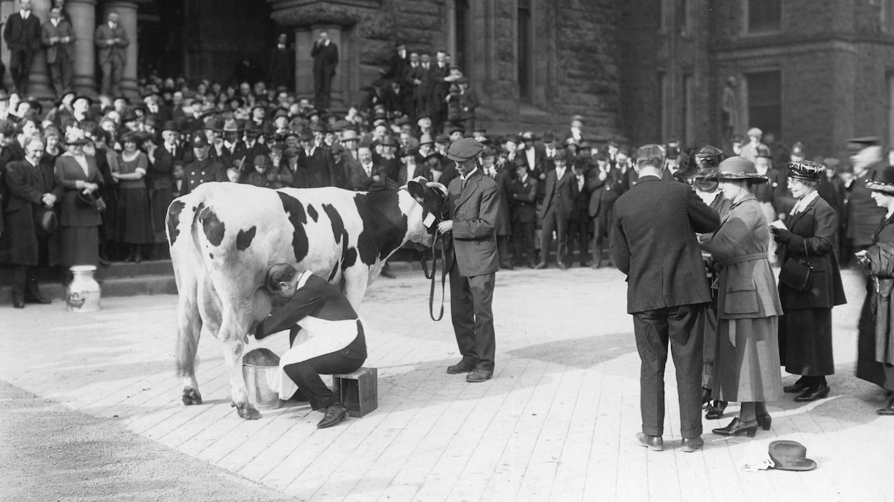 Minister of Agriculture Manning Doherty milks a cow at Queen's Park 1921 (Archives of Ontario)