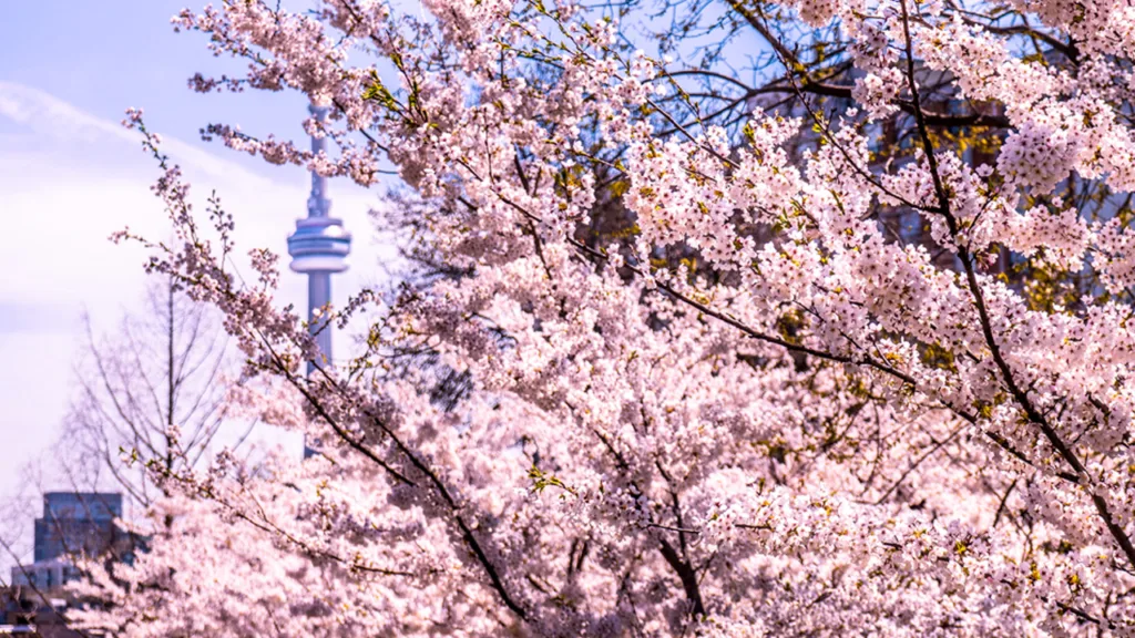 cherry blossoms
