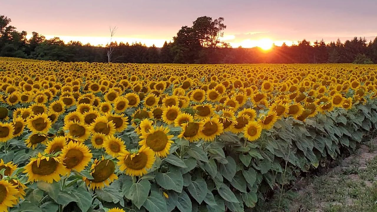 davissunflowers