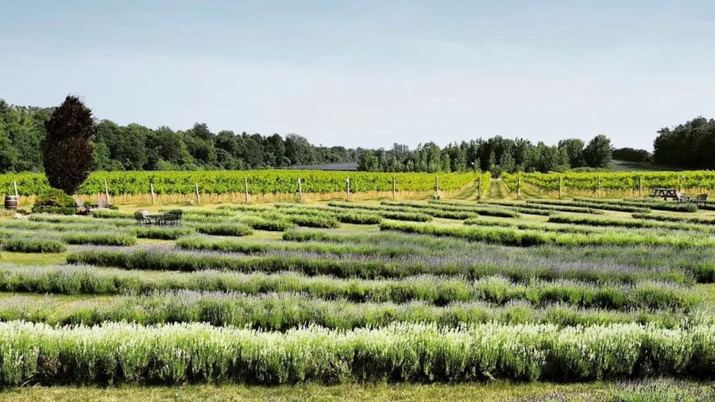 lavender fields at a Norfolk County farm
