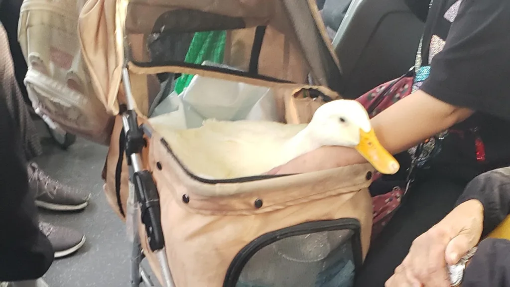 duck