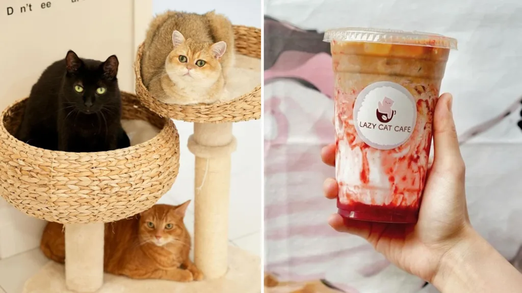 lazy cat cafe