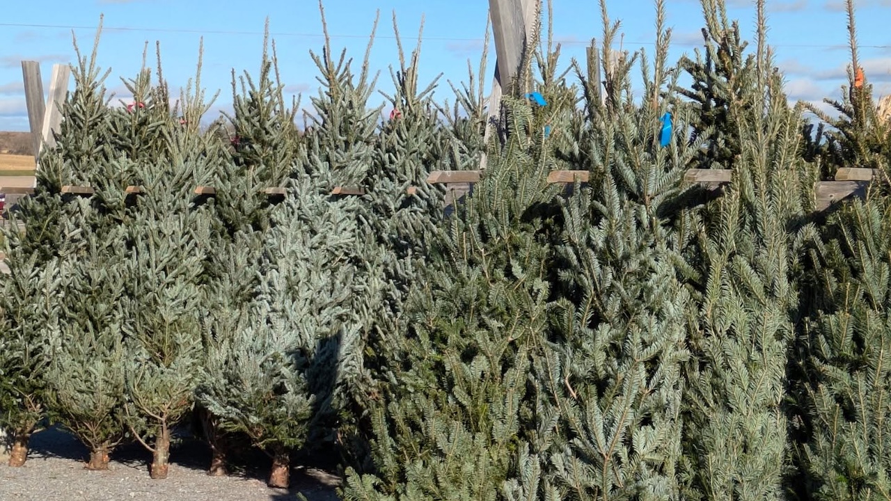pinglestreefarm