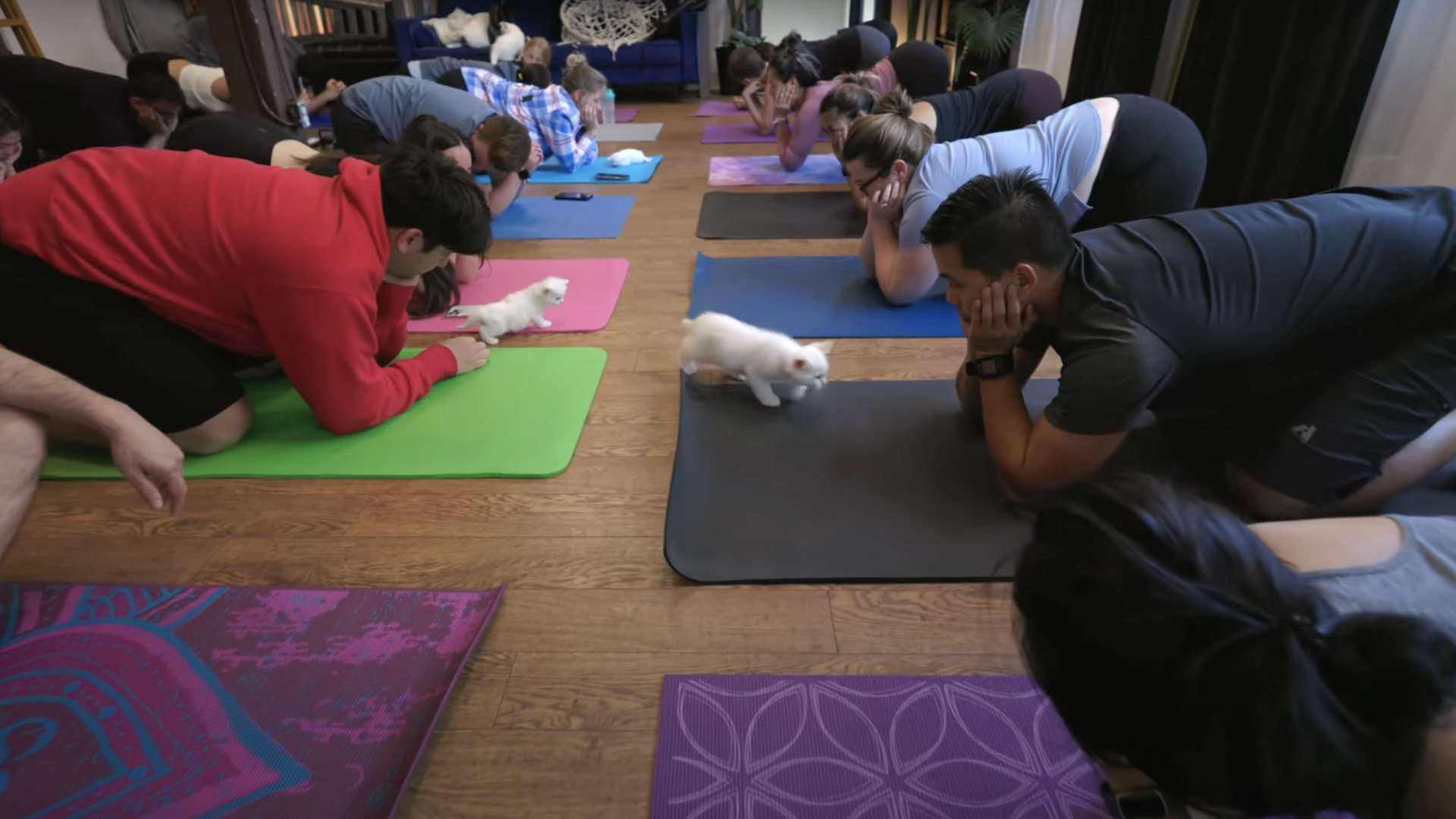 cat yoga