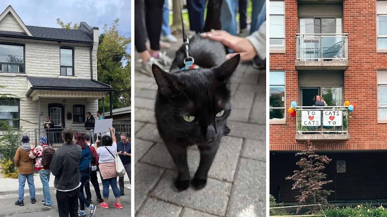 cattourtoronto