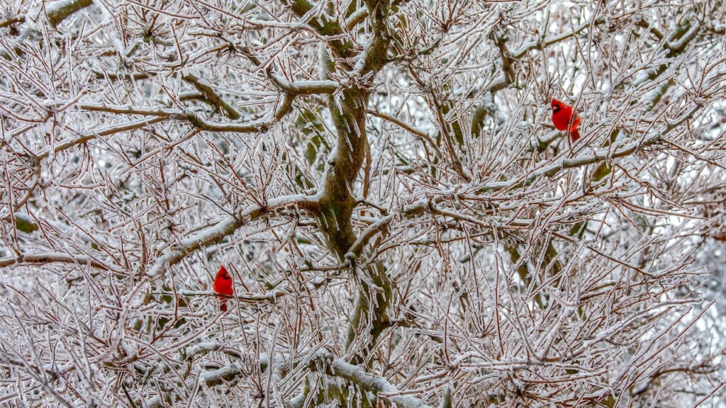 Ice storm