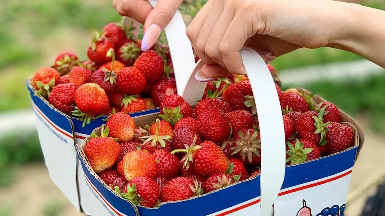 pickyourownstrawberries