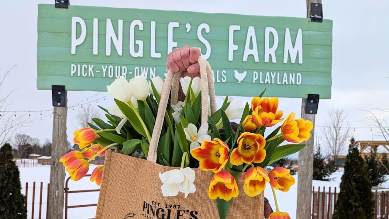 pinglesfarmtulip