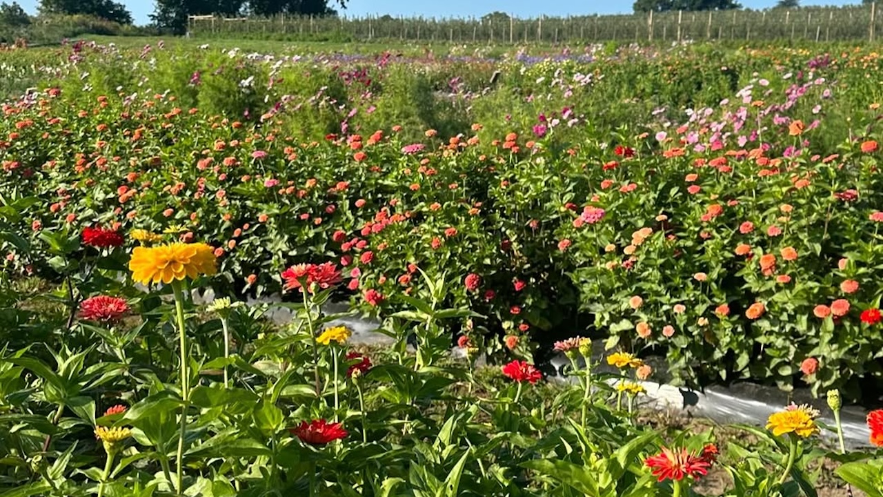 pinglesflowers
