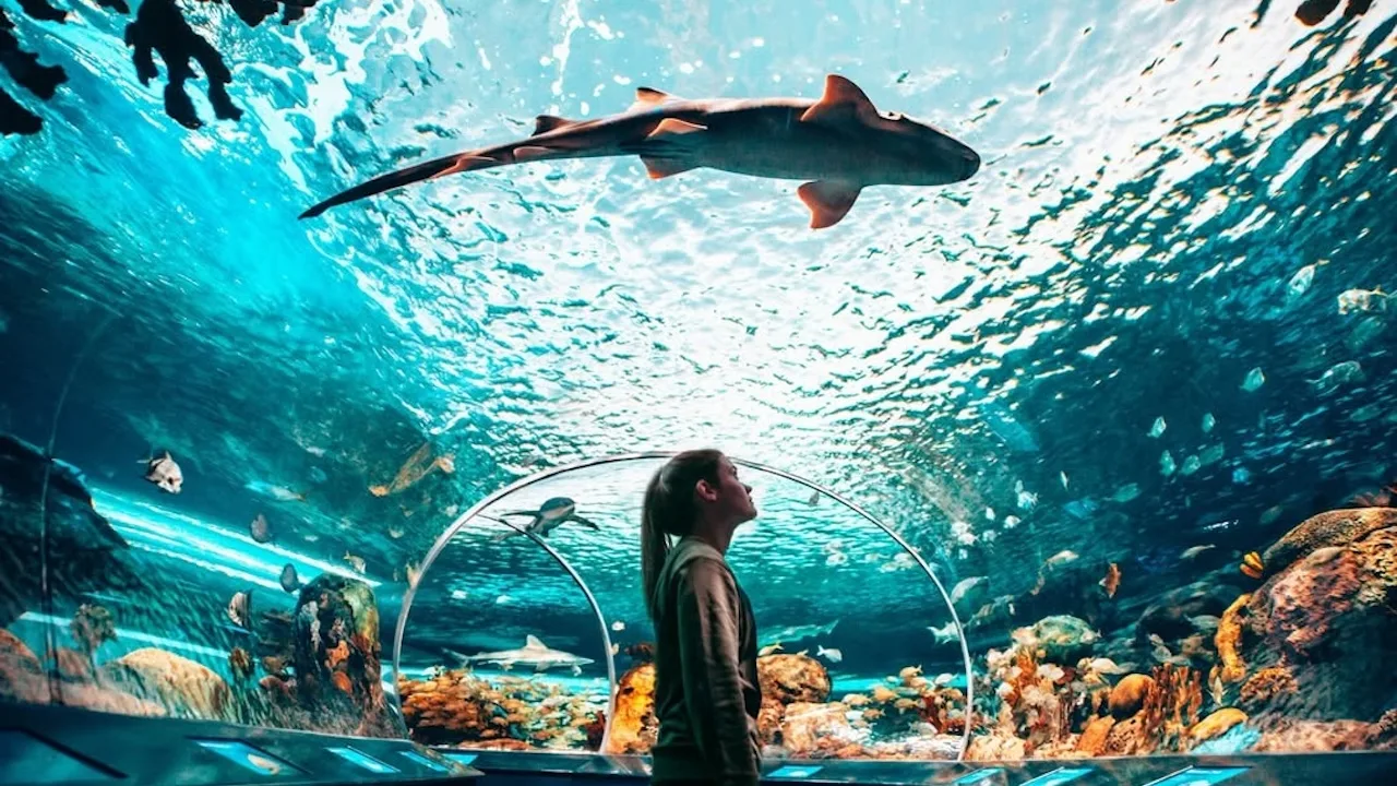 ripleysaquarium