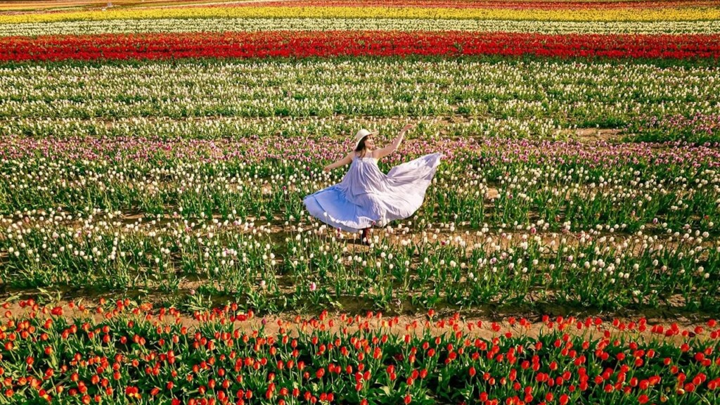 tasc tulip farm