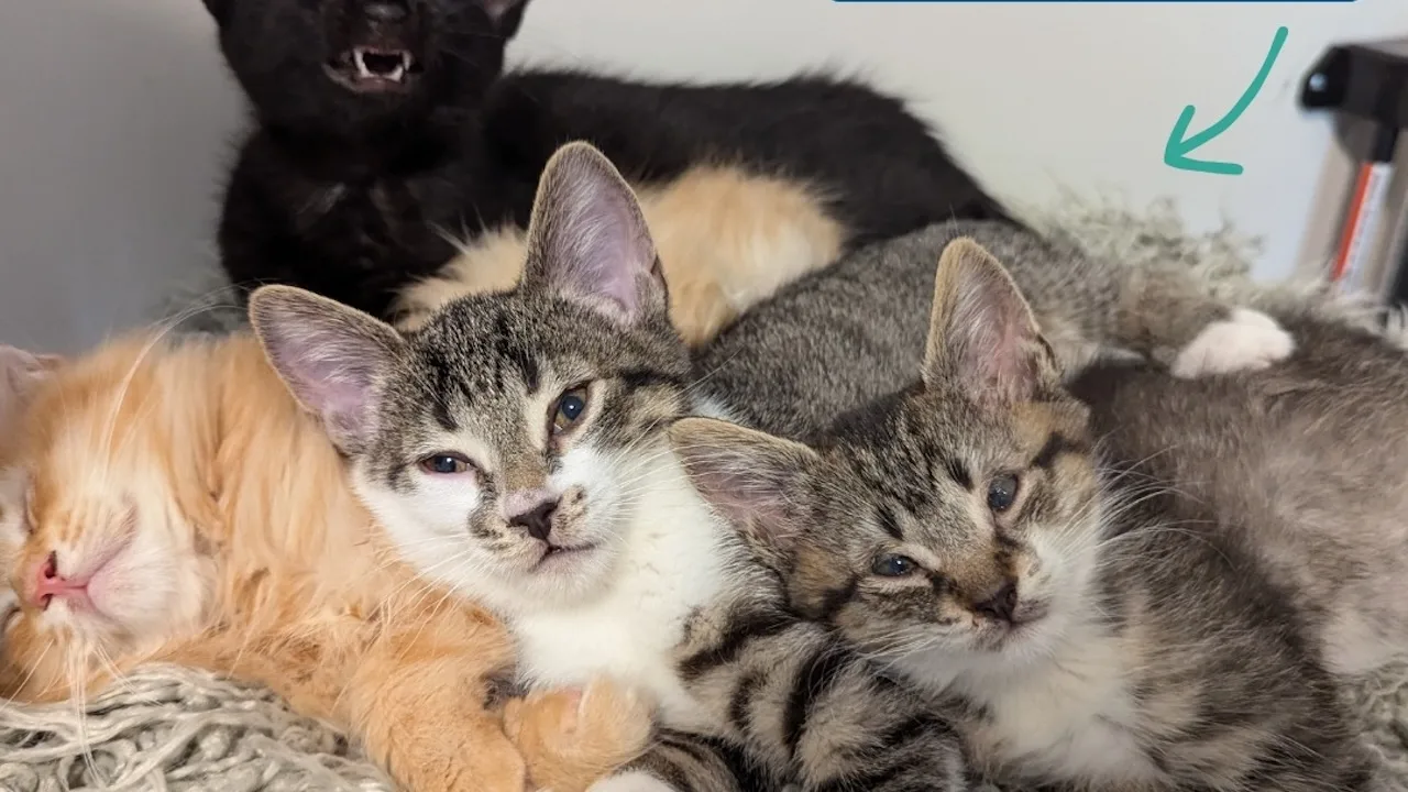 torontocatrescue