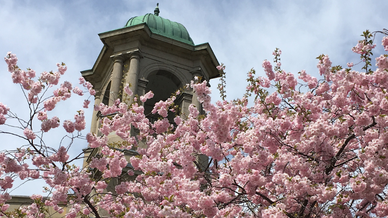 Cherry Blossom exhibitionplace