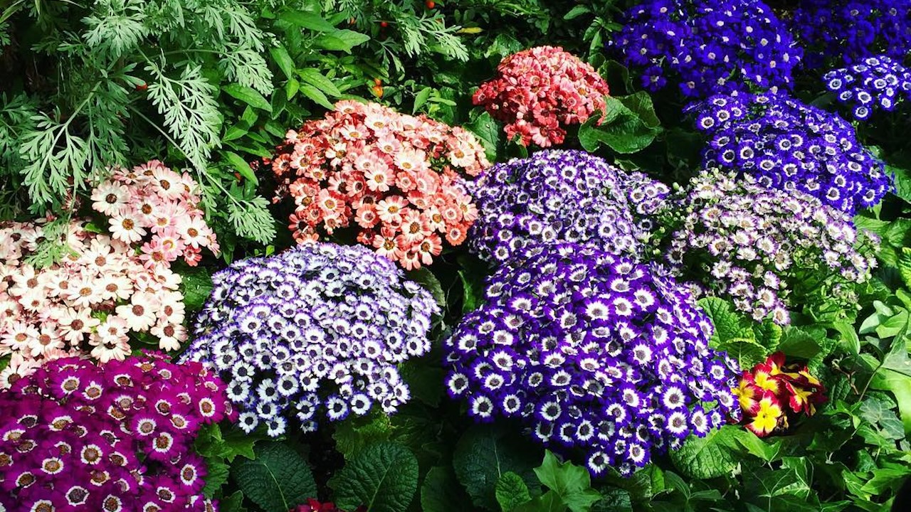 allansgardenflowers