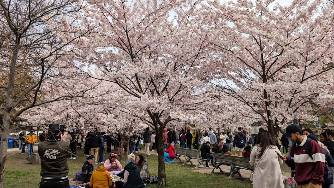 bellwoodscherryblossoms