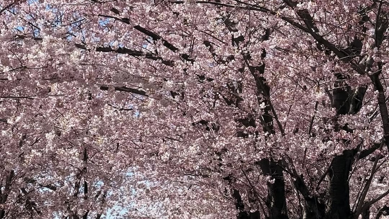 cherryblossomsburlington